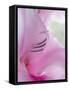 Gladiola Blossom I-Kathy Mahan-Framed Stretched Canvas