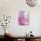 Gladiola Blossom I-Kathy Mahan-Photographic Print displayed on a wall