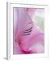 Gladiola Blossom I-Kathy Mahan-Framed Photographic Print