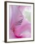 Gladiola Blossom I-Kathy Mahan-Framed Photographic Print