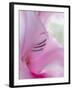 Gladiola Blossom I-Kathy Mahan-Framed Photographic Print