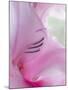 Gladiola Blossom I-Kathy Mahan-Mounted Photographic Print