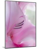 Gladiola Blossom I-Kathy Mahan-Mounted Photographic Print