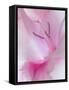 Gladiola Blossom II-Kathy Mahan-Framed Stretched Canvas