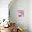 Gladiola Blossom II-Kathy Mahan-Photographic Print displayed on a wall