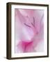 Gladiola Blossom II-Kathy Mahan-Framed Photographic Print