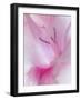 Gladiola Blossom II-Kathy Mahan-Framed Photographic Print