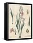 Gladiola Chart Linen-Sue Schlabach-Framed Stretched Canvas