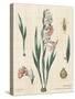 Gladiola Chart Linen-Sue Schlabach-Stretched Canvas