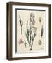 Gladiola Chart Linen-Sue Schlabach-Framed Art Print