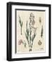 Gladiola Chart Linen-Sue Schlabach-Framed Art Print