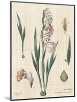 Gladiola Chart Linen-Sue Schlabach-Mounted Art Print