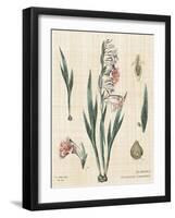 Gladiola Chart Linen-Sue Schlabach-Framed Art Print