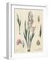 Gladiola Chart Linen-Sue Schlabach-Framed Art Print