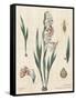 Gladiola Chart Linen-Sue Schlabach-Framed Stretched Canvas