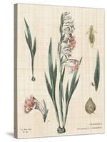 Gladiola Chart Linen-Sue Schlabach-Stretched Canvas