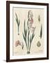 Gladiola Chart Linen-Sue Schlabach-Framed Art Print