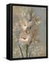 Gladiola on Soft Blue-Silvia Vassileva-Framed Stretched Canvas