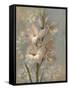Gladiola on Soft Blue-Silvia Vassileva-Framed Stretched Canvas