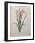 Gladiola-Pierre-Joseph Redoute-Framed Art Print