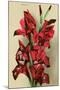 Gladiola-null-Mounted Art Print