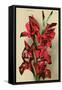 Gladiola-null-Framed Stretched Canvas