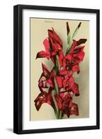 Gladiola-null-Framed Art Print