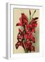 Gladiola-null-Framed Art Print