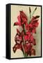 Gladiola-null-Framed Stretched Canvas