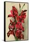 Gladiola-null-Framed Stretched Canvas