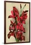 Gladiola-null-Framed Art Print