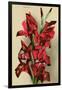 Gladiola-null-Framed Art Print