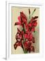 Gladiola-null-Framed Art Print