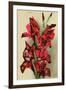 Gladiola-null-Framed Art Print