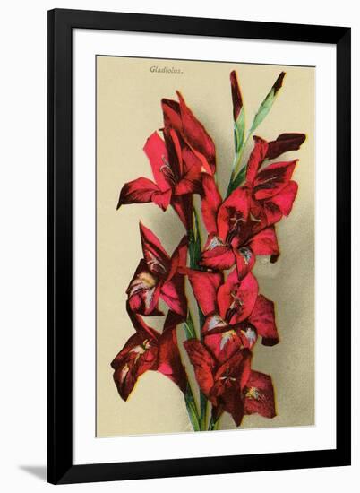 Gladiola-null-Framed Art Print