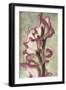 Gladiola-Mindy Sommers-Framed Giclee Print