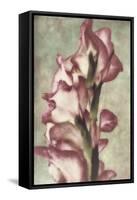 Gladiola-Mindy Sommers-Framed Stretched Canvas