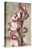 Gladiola-Mindy Sommers-Stretched Canvas