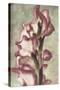 Gladiola-Mindy Sommers-Stretched Canvas