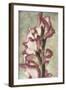 Gladiola-Mindy Sommers-Framed Giclee Print