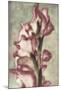 Gladiola-Mindy Sommers-Mounted Giclee Print