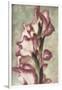 Gladiola-Mindy Sommers-Framed Giclee Print