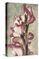 Gladiola-Mindy Sommers-Stretched Canvas