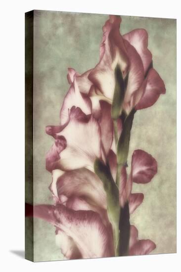 Gladiola-Mindy Sommers-Stretched Canvas