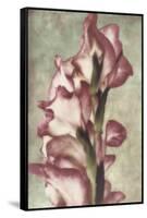 Gladiola-Mindy Sommers-Framed Stretched Canvas