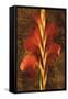 Gladiola-John Seba-Framed Stretched Canvas