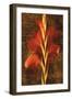 Gladiola-John Seba-Framed Art Print