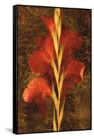 Gladiola-John Seba-Framed Stretched Canvas