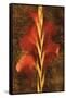 Gladiola-John Seba-Framed Stretched Canvas