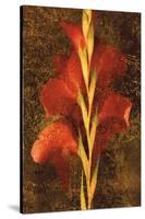 Gladiola-John Seba-Stretched Canvas